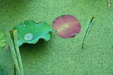 《红霞岛》官方账号惨遭误伤 图片因版权举报被删除